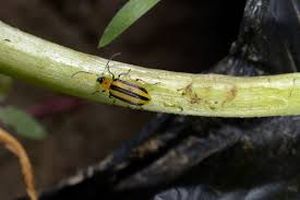 uploads/images/pest/cucurbit stem borer.jpg